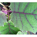 Eetbare tuin-edible garden Solanum quitoense - Naranjilla - Lulo