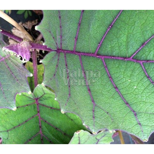 Eetbare tuin-edible garden Solanum quitoense - Naranjilla - Lulo