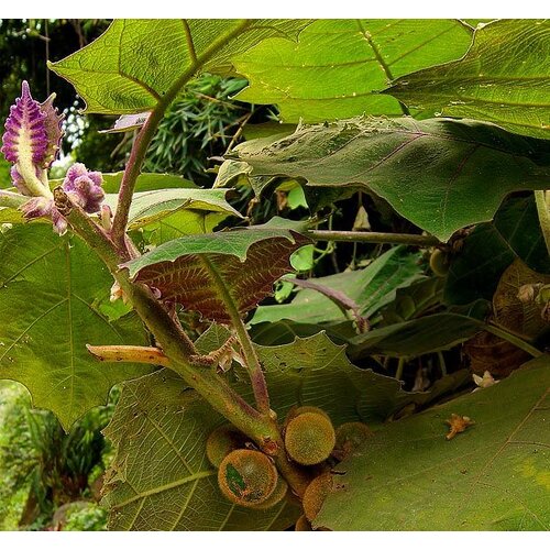Eetbare tuin-edible garden Solanum quitoense - Naranjilla - Lulo
