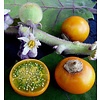 Eetbare tuin-edible garden Solanum Quitoense - Naranjilla - Lulo