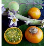 Eetbare tuin-edible garden Solanum quitoense - Naranjilla - Lulo