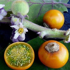 Eetbare tuin-edible garden Solanum Quitoense - Naranjilla - Lulo