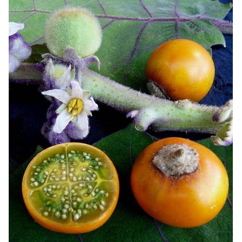Eetbare tuin-edible garden Solanum quitoense - Naranjilla - Lulo