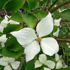 Bloemen-flowers Cornus kousa Chinensis - Dogwood