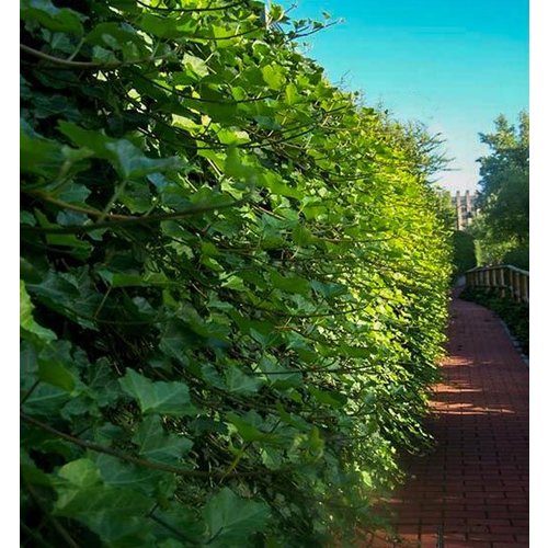 Blad-leaf Hedera helix Hibernica - Wintergroene klimop