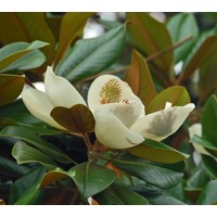 Bloemen-flowers Magnolia grandiflora - Southern magnolia