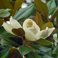 Bloemen-flowers Magnolia grandiflora - Magnolia à grandes fleurs - Laurier-tulipier