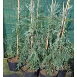 Bomen-trees Sequoia sempervirens - Coastal redwood