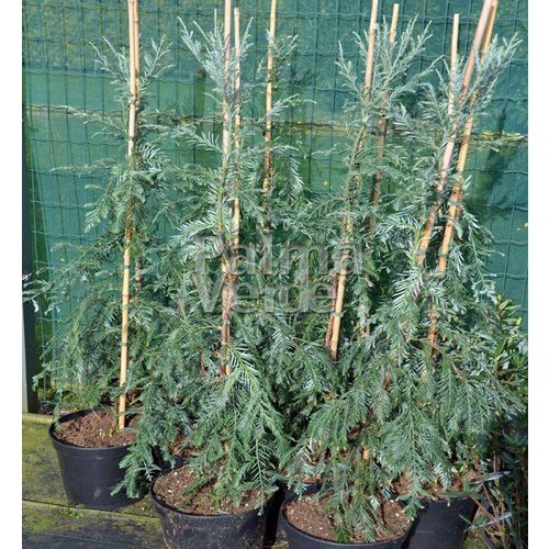 Bomen-trees Sequoia sempervirens - Coastal redwood