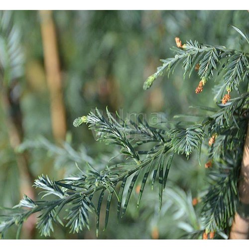 Bomen-trees Sequoia sempervirens - Séquoia à feuilles d'if