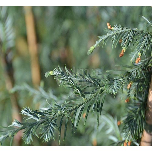 Bomen-trees Sequoia sempervirens