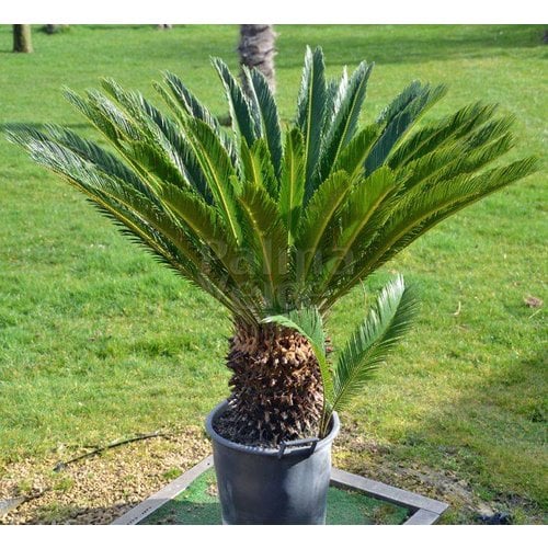 Palmbomen-palms Cycas revoluta - Palmvaren - Valse sagopalm