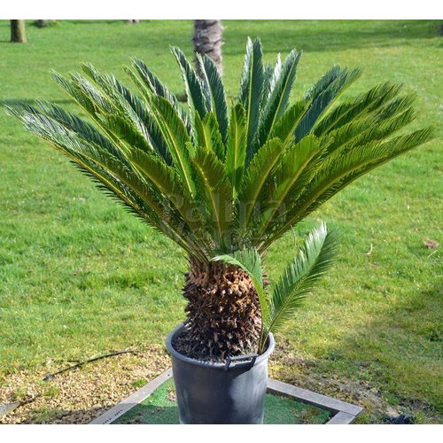 Palmbomen-palms Cycas revoluta - Sago palm