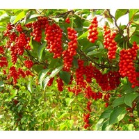 Eetbare tuin-edible garden Schisandra chinensis - Graine aux cinq saveurs