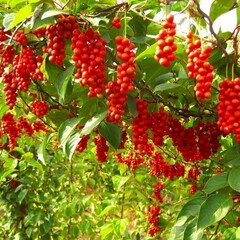Eetbare tuin-edible garden Schisandra chinensis - Pepperberry