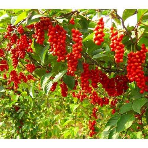 Eetbare tuin-edible garden Schisandra chinensis - Peperbes
