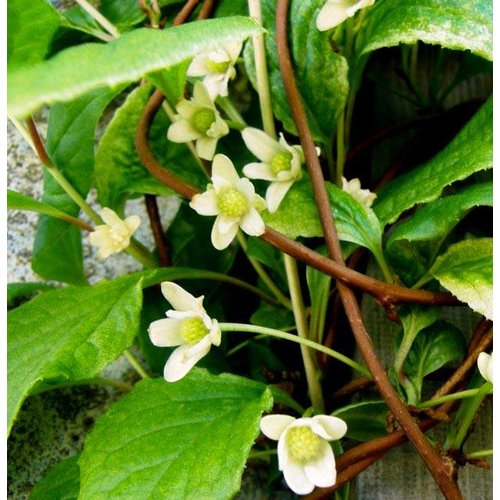 Eetbare tuin-edible garden Schisandra chinensis - Peperbes