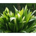 Blad-leaf Aspidistra elatior -  Aspidistre élevée