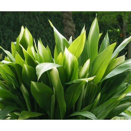 Blad-leaf Aspidistra elatior -  Aspidistre élevée