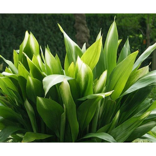 Blad-leaf Aspidistra elatior