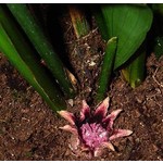 Blad-leaf Aspidistra elatior -  Aspidistre élevée