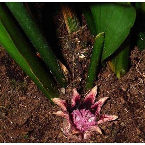 Blad-leaf Aspidistra elatior -  Aspidistre élevée