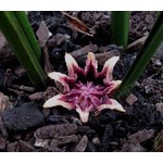 Blad-leaf Aspidistra elatior -  Aspidistre élevée
