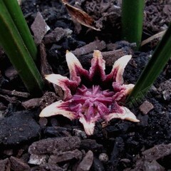 Blad-leaf Aspidistra elatior - Kwartjesplant