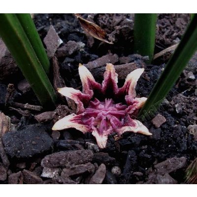 Blad-leaf Aspidistra elatior - Kwartjesplant