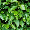 Blad-leaf Griselinia littoralis - Kapuka