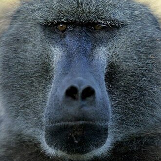 Dark Baboon