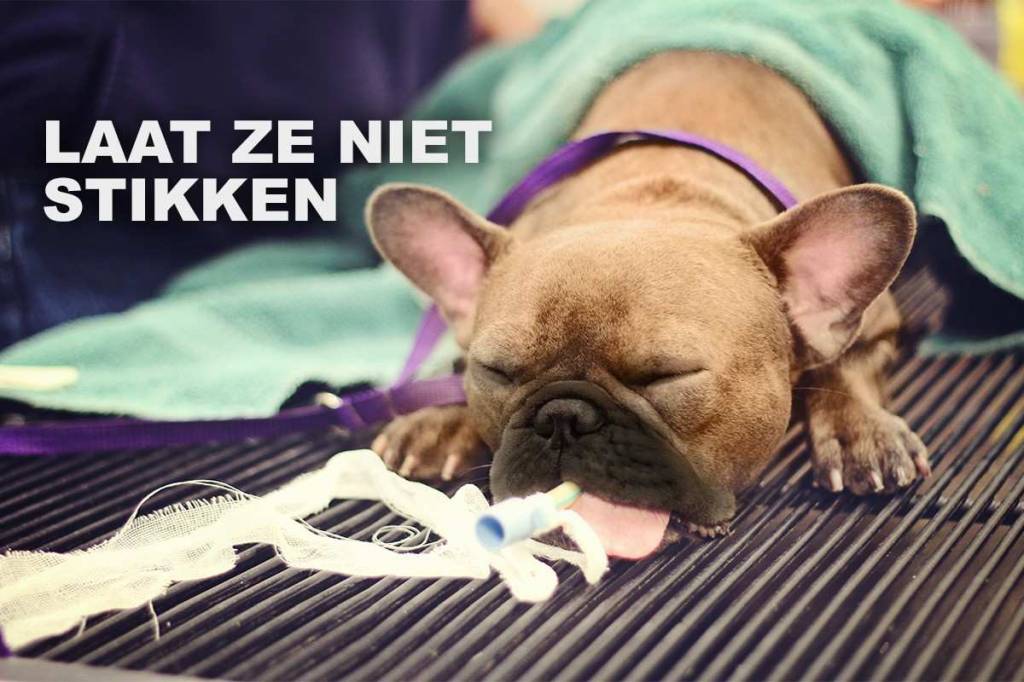 Dierenartsen waarschuwen voor problemen bij extreem kortsnuitige honden en katten