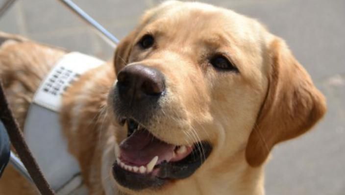 KNGF-hond heeft terecht de Gouden Loeki gewonnen