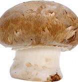 paddestoel