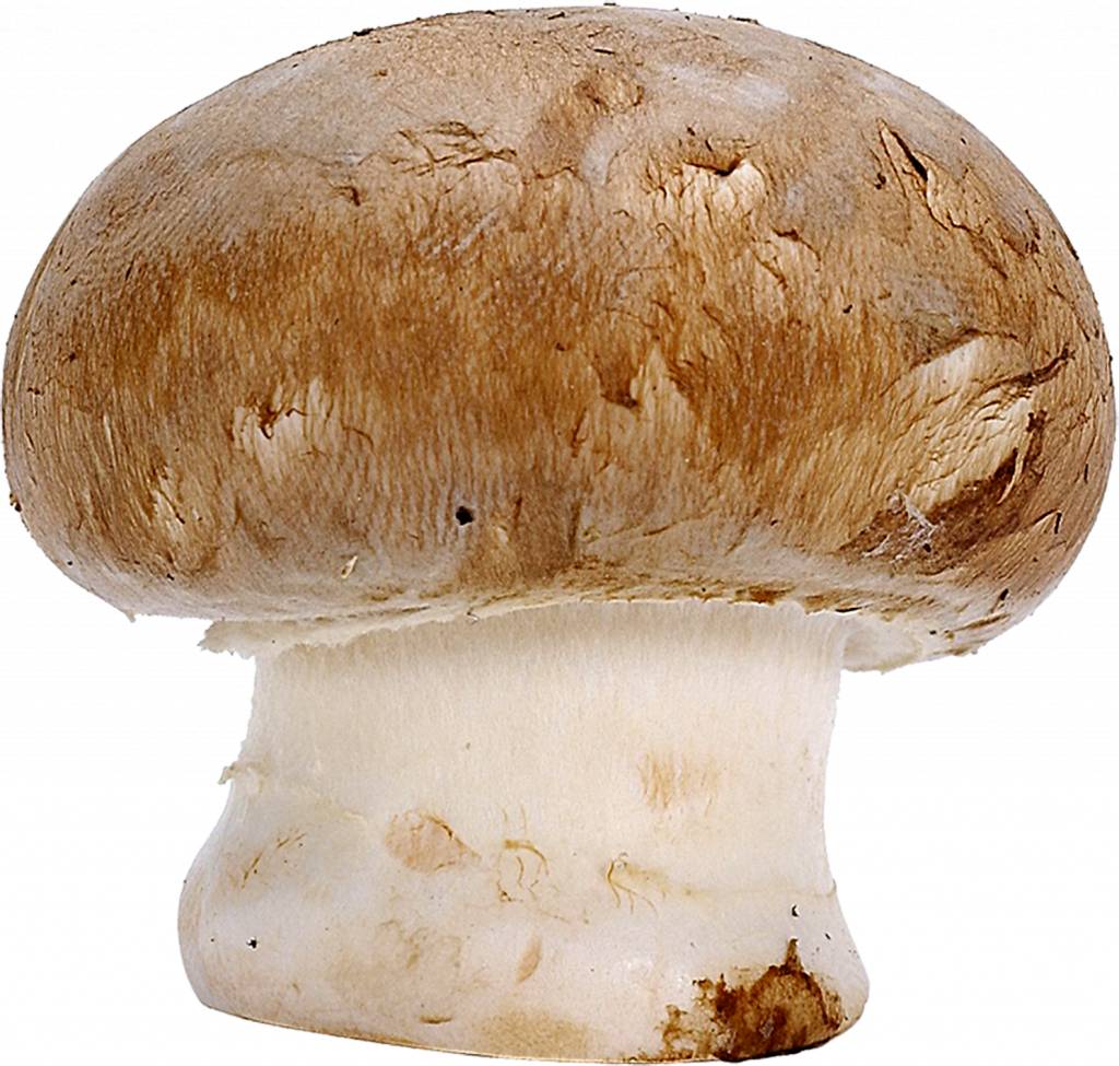 mushroom