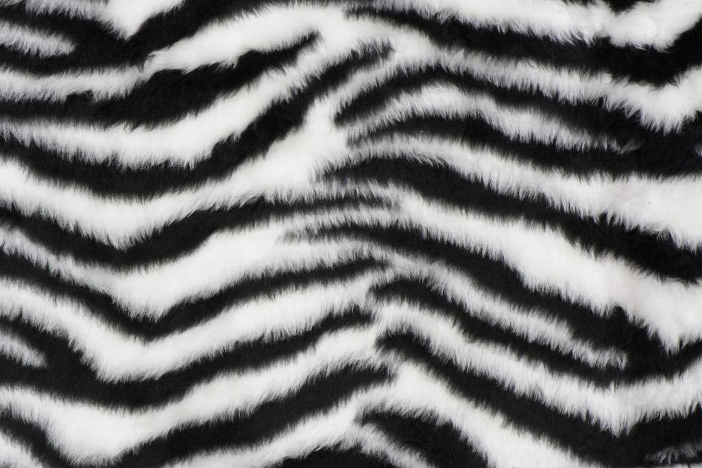 Bont korthaar zwart/witte zebra