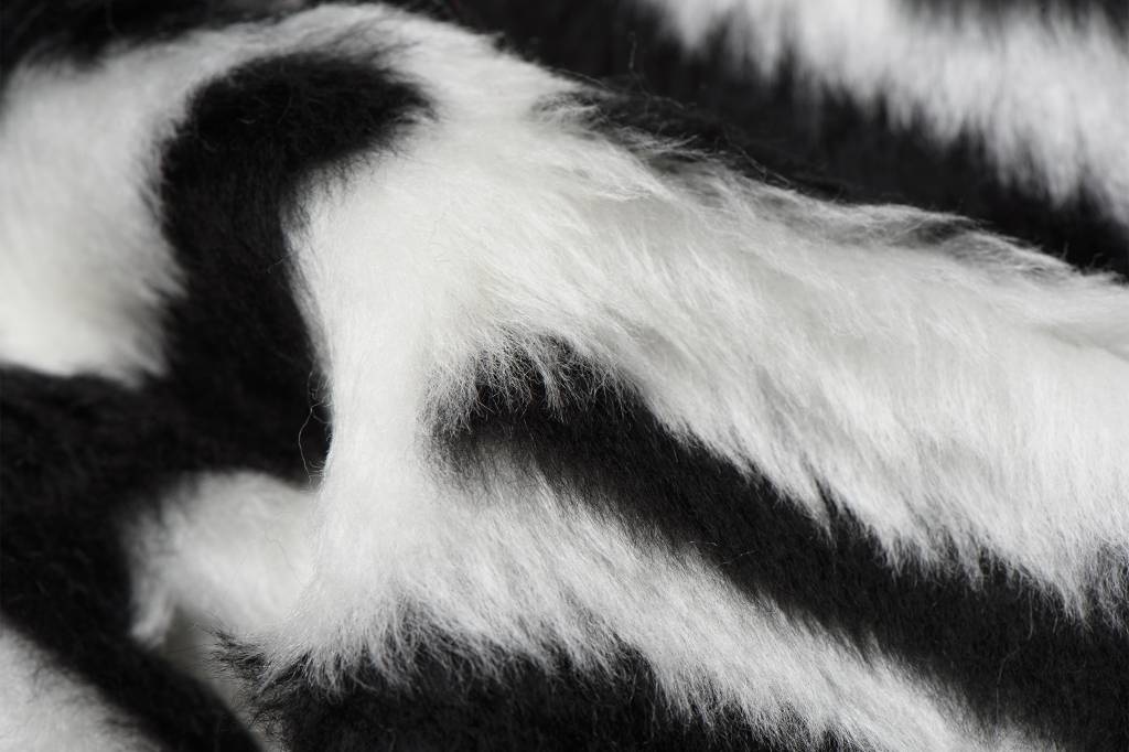 Bont korthaar zwart/witte zebra