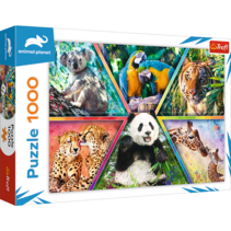 Puzzel 1.000 stuks - Animal Kingdom / Discovery Planet