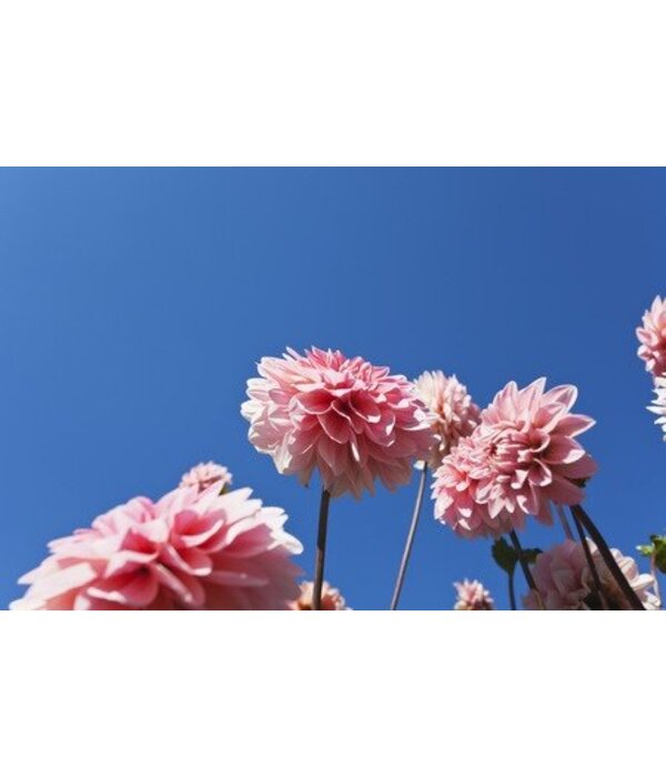 Pink space