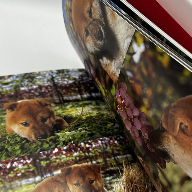 Shiba Inu/ Photo Book/ In Japanese