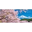 Photo Collction/ Eighty-Eight Views Of Mt. Fuji (Bilingual)