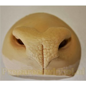 Artificial nose for a Sable antelope