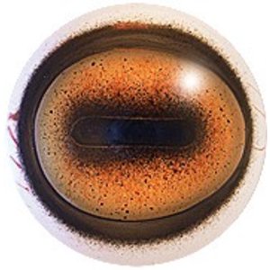 Steenbok (Capra ssp.)