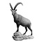 Alpine ibex (Capra ibex)