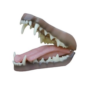 Rotfuchs (Vulpes vulpes)