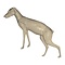 Rotfuchs (Vulpes vulpes)