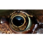 Augen für Amphibien und Reptilien