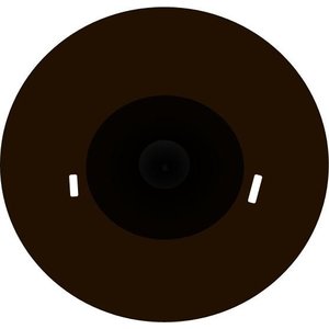 Korallenmöwe (Ichthyaetus audouinii)