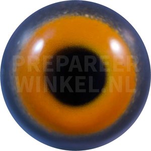 Felsentaube / Stadttaube (Columba livia)