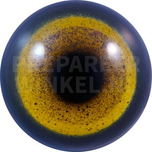 Golden eagle (Aquila chrysaetos)